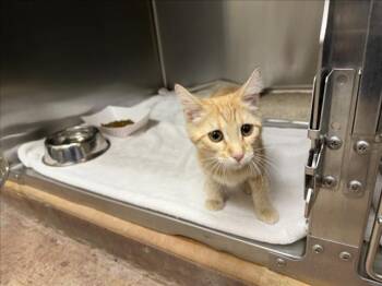 GEORGIE -  Domestic Short Hair Cat for Adoption in Santa Fe, New Mexico - GEORGIE | PetCurious
