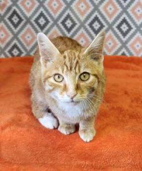 Simon -  Domestic Short Hair Cat for Adoption in Bucyrus, Ohio - Simon | PetCurious