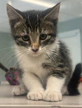 Sundrop -  Domestic Short Hair Cat for Adoption in Viroqua, Wisconsin - Sundrop | PetCurious