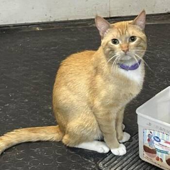 Perry -  Domestic Short Hair Cat for Adoption in Devils Lake, North Dakota - Perry | PetCurious