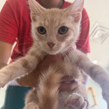 Mandarin Rochelle kitten 2 -  Domestic Short Hair Cat for Adoption in Leander, Texas - Mandarin Rochelle Kitten 2 | PetCurious