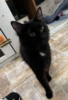 Domestic Medium Hair Cats Available for Adoption in Altoona, Pennsylvania - Bowie | PetCurious