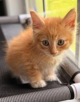 Cheddar -  Domestic Short Hair Cat for Adoption in Buford, Georgia - Cheddar | PetCurious