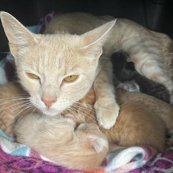 Domestic Short Hair Cats Available for Adoption in Bentonville, Arkansas - Phoebe | PetCurious
