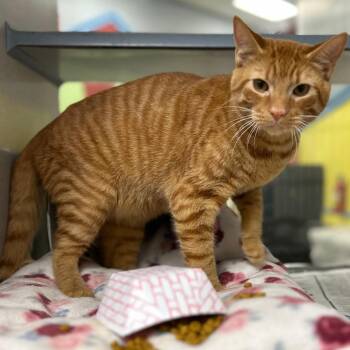 Domestic Short Hair Cats Available for Adoption - Fawkes | PetCurious