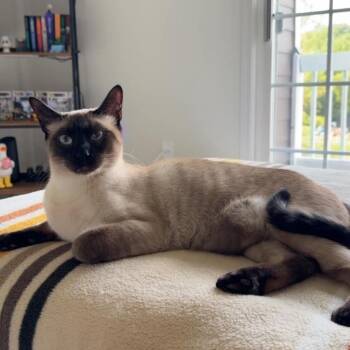 Zenitsu -  Siamese Cat for Adoption - Zenitsu | PetCurious