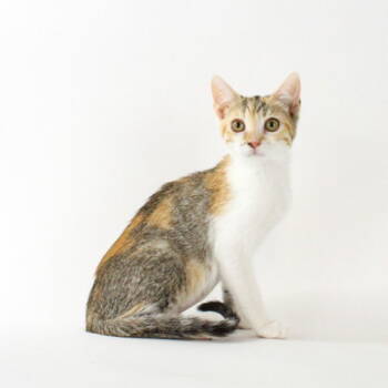 Rescue Domestic Short Hair Cats for Adoption in Florence, Arizona - Pecan Sandie | PetCurious