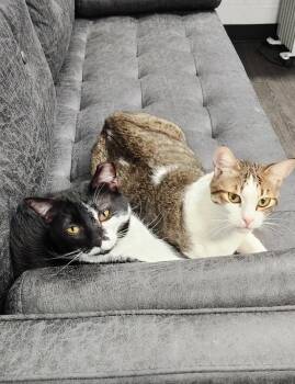 Domestic Short Hair Cats Available for Adoption in Herndon, Virginia - Tuxy (& Tilly) BONDED | PetCurious