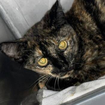 Fredrika -  Domestic Short Hair Cat for Adoption in Marble, North Carolina - Fredrika | PetCurious