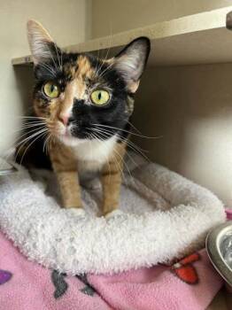 Rescue Domestic Short Hair Cats for Adoption in Columbus, Indiana - Ariel | PetCurious