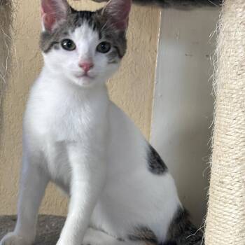 Snow White -  Domestic Short Hair Cat for Adoption in Statesboro, Georgia - Snow White | PetCurious