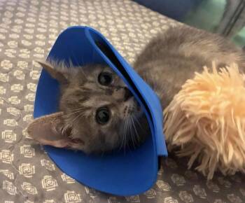 OCAS - Ziggy (TRIPOD*) -  Domestic Medium Hair Cat Available for Adoption in Alafaya, Florida - OCAS - Ziggy (TRIPOD*) | PetCurious