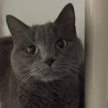 Domestic Short Hair Cats Available for Adoption - Rosita C11177 | PetCurious