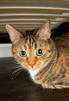 Dixie Lee -  Domestic Short Hair Cat for Adoption in Emerald Isle, North Carolina - Dixie Lee | PetCurious