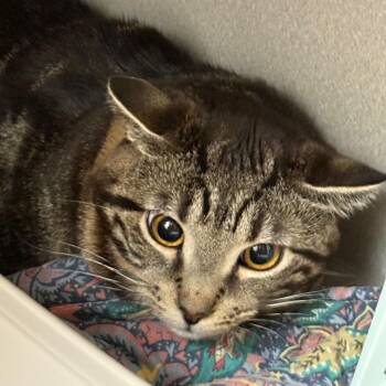 Blythe -  Domestic Short Hair Cat for Adoption in Oshkosh, Wisconsin - Blythe | PetCurious