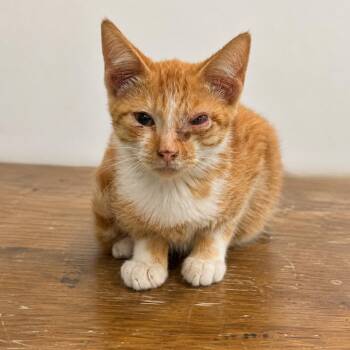 Blue -  Domestic Short Hair Cat for Adoption in Austin, Texas - Blue | PetCurious