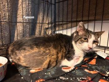 Domestic Short Hair Cats Available for Adoption in Windsor, Connecticut - Papason Fka Bahama Mama | PetCurious