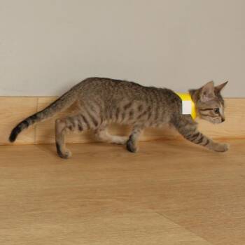Itadori C70425 -  Domestic Short Hair Cat for Adoption in Minnetonka, Minnesota - Itadori C70425 | PetCurious