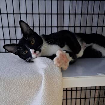 Ringstad -  Domestic Short Hair Cat for Adoption in Chicago, Illinois - Ringstad | PetCurious