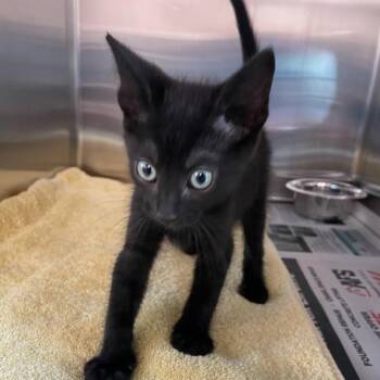 Ozzy -  Domestic Short Hair Cat for Adoption in Hattiesburg, Mississippi - Ozzy | PetCurious