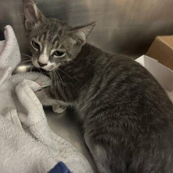 Charlotte -  Domestic Short Hair Cat for Adoption in Austin, Texas - Charlotte | PetCurious