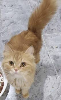Rescue Persian Cats for Adoption in Brampton, Ontario - Honey W. | PetCurious