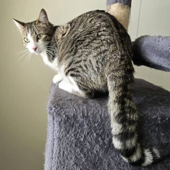 American Shorthair Cats Available for Adoption in Layton, Utah - Ollie Bear | PetCurious