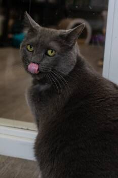 Domestic Short Hair Cats Available for Adoption in Minneapolis, Minnesota - Yuumi | PetCurious