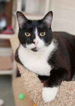 Bogart -  Domestic Short Hair Cat for Adoption in Boise, Idaho - Bogart | PetCurious