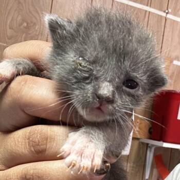 Domestic Short Hair Cats Available for Adoption in Leander, Texas - Dante (Dee Dee 2) | PetCurious