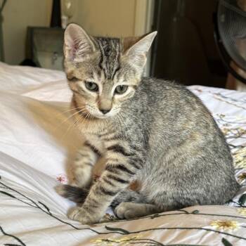 Stephanie -  Domestic Short Hair Cat for Adoption in Murfreesboro, Tennessee - Stephanie | PetCurious