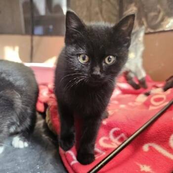 Domestic Short Hair Cats Available for Adoption - Heart Candy | PetCurious