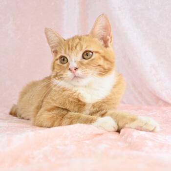 Sweet Potato -  Domestic Short Hair Cat for Adoption in Mobile, Alabama - Sweet Potato | PetCurious