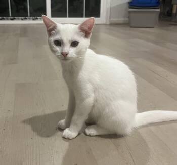 Snoball -  Domestic Short Hair Cat for Adoption in Avondale, Pennsylvania - Snoball | PetCurious