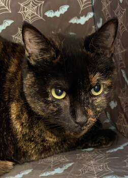 Bay -  Domestic Short Hair Cat for Adoption in Beacon, New York - Bay | PetCurious