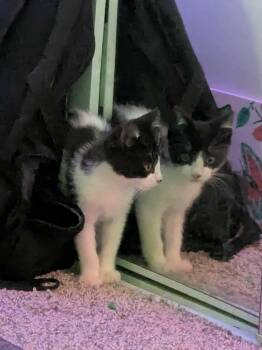 Rescue Domestic Short Hair Cats for Adoption in Poplar Grove, Illinois - Jackson Pollock | PetCurious