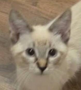 Hazel Marie -  Siamese and Domestic Short Hair Cat for Adoption in New Braunfels, Texas - Hazel Marie | PetCurious