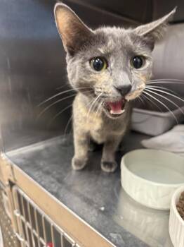 Dilute Tortoiseshell and Domestic Short Hair Cats Available for Adoption in Chandler, Arizona - Puma Thurman | PetCurious