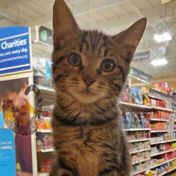 Scott -  Domestic Short Hair Cat for Adoption in Hemet, California - Scott | PetCurious