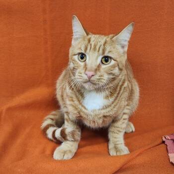 Rescue Domestic Short Hair Cats for Adoption in Coos Bay, Oregon - Milo | PetCurious