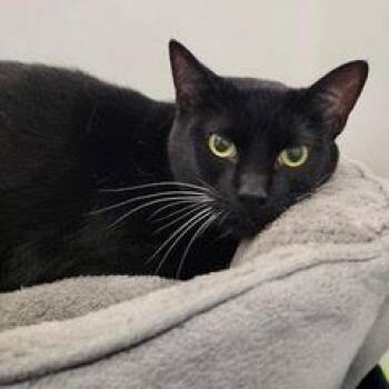 Domestic Short Hair Cats Available for Adoption in Green Valley, Arizona - Sage--Adoptable With Bonded Companion, Pinx | PetCurious