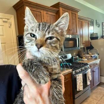 TAKI -  Domestic Short Hair Cat for Adoption in Auburn, California - TAKI | PetCurious