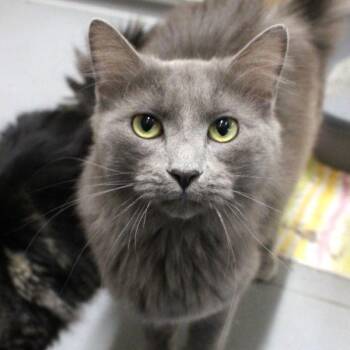 Kane -  Domestic Long Hair Cat for Adoption in Des Moines, Iowa - Kane | PetCurious