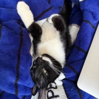 Albacore -  Domestic Short Hair Cat for Adoption in Evanston, Illinois - Albacore | PetCurious