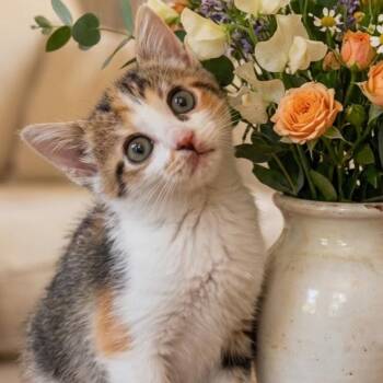 Domestic Short Hair Cats Available for Adoption in Chattanooga, Tennessee - Orchid | PetCurious