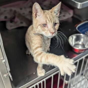 Bingo Houston -  Domestic Short Hair Cat for Adoption in Denver, Colorado - Bingo Houston | PetCurious