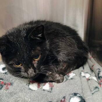 Printer Paper -  Domestic Short Hair Cat for Adoption in Davenport, Iowa - Printer Paper | PetCurious