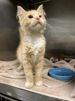 Spaghetti Squash -  Domestic Short Hair Cat for Adoption in Fallston, Maryland - Spaghetti Squash | PetCurious