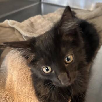 Bumble -  Domestic Short Hair Cat for Adoption in Ojai, California - Bumble | PetCurious