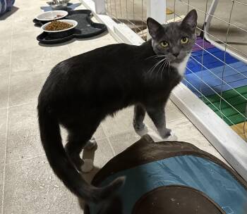 Rescue Domestic Short Hair Cats for Adoption in Attleboro, Massachusetts - Deeni And Sugar | PetCurious